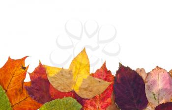 one side frame from motley autumn leaves isolated on white background