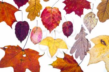 many dried autumn leaves isolated on white background