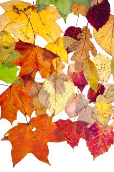 many dried autumn leaves isolated on white background