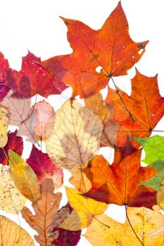 many dried motley autumn leaves isolated on white background