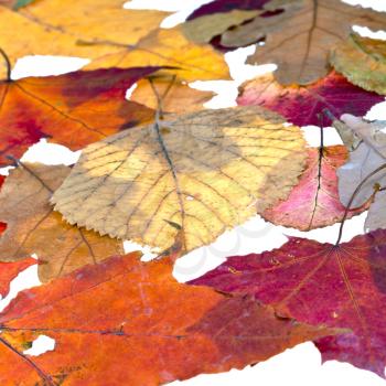 leaf litter from abscissed leaves isolated on white background