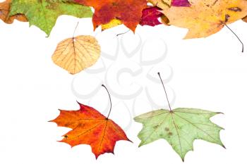 two maple and many dried leaves isolated on white background