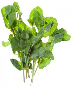 several branches of fresh mint isolated on white background