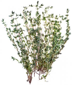 several branches of fresh thyme isolated on white background
