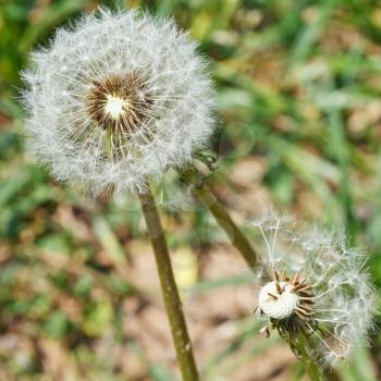 two seed heads of dandelion blowballs on lawn close up on lawn
