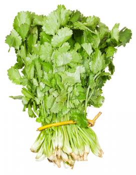 fresh coriander leaves in bunch isolated on white background