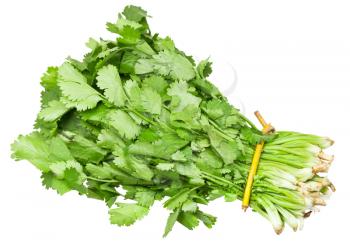 bunch of fresh coriander leaves isolated on white background