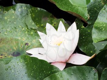 fresh pink Nymphaea flower under rain