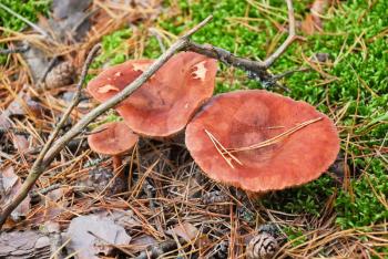 Lactarius mushrooms in wet autumn coniferous forest