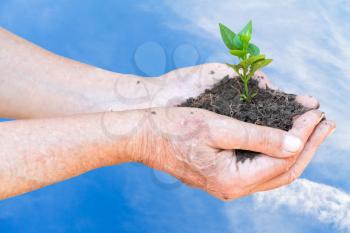 peasant hands with handful soil and green sprout on blue sky background
