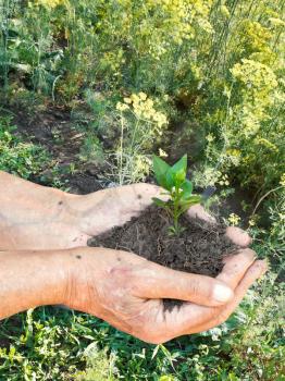 male hands with handful soil with green sprout on garden background