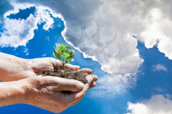 handful of soil with green sprout in hands with background from blue sky with white cloud