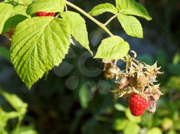 ripe fruit of red raspberry on green bush in garden in summer