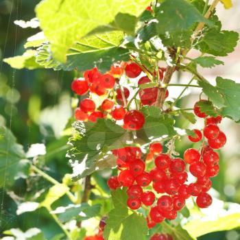 red currant berries on green bush in garden in summer day