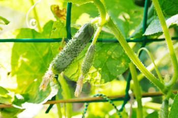 Cucumbers grow on vines in garden in summer day