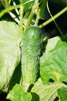 ripe cucumber in leaves in garden in summer day