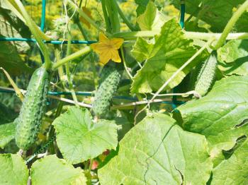 plantation of cucumbers on garden in summer day