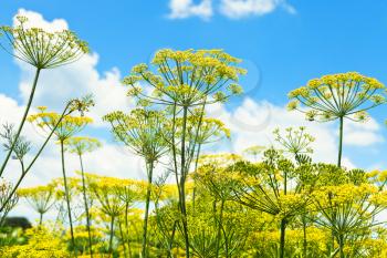 bottom view of blooming dill herbs in garden with blue sky background