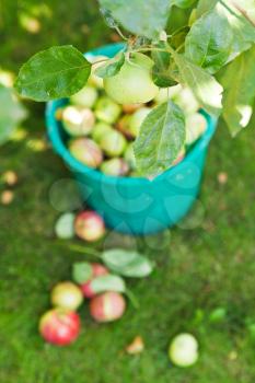 bucket with apples and harvesting in fruit orchard in summer day