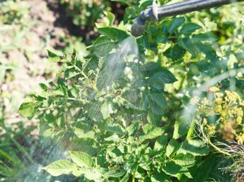 processing of insecticide on potato plantation in garden in summer