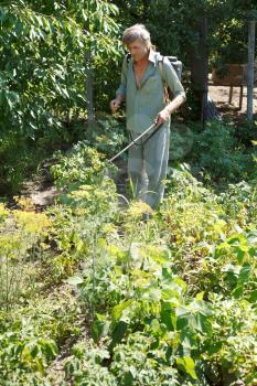peasant sprays pesticide on potato plantation in garden in summer