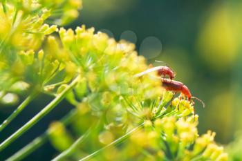 two soldier beetles on yellow dill flowers in garden in summer day