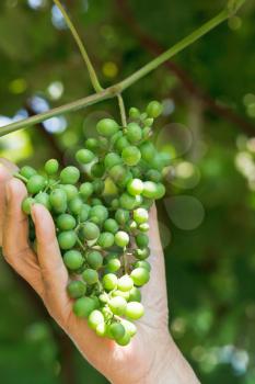 male hand holds bunch of green grapes in vineyard