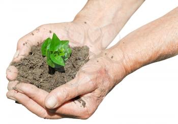 farmer hands with soil and green sprout isolated on white background