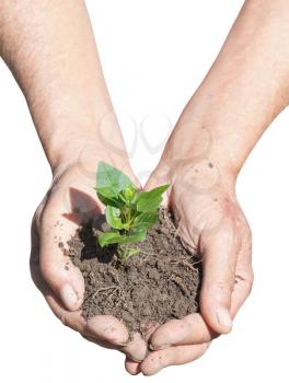 peasant hands with soil and green sprout isolated on white background