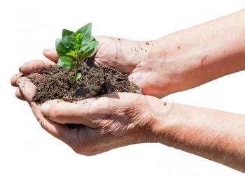 peasant handful with soil and green sprout isolated on white background