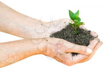 old man hands with soil and green sprout isolated on white background