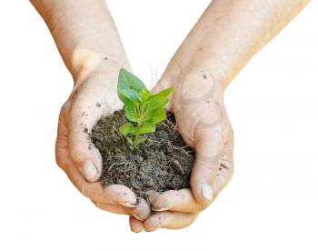soil and green sprout in farmer hands isolated on white background