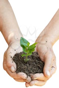 soil and green sprout in peasant hands isolated on white background