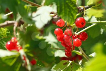garden red currant berries on green bush in summer day close up