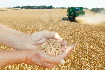 farmer hands hold handful with seeds on wheat field background