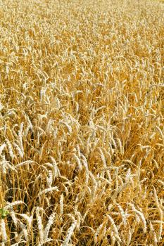 ears of ripe wheat in field in summer day