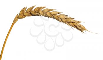 yellow ear of wheat isolated on white background