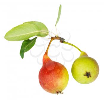 pair of ripe pear fruits isolated on white background
