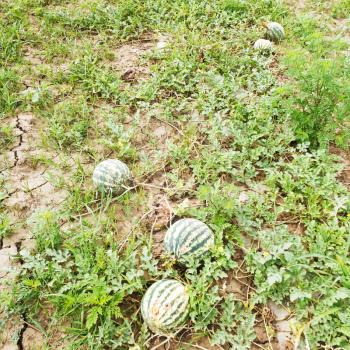 ripe watermelons on melon field in summer