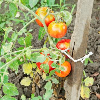 several red tomato on bush in garden in summer day