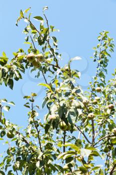 twigs of pear tree with ripe fruits in summer day