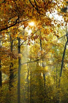 sun beams lit through yellow crown in autumn tree