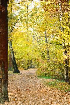 path in yellow forest in autumn day