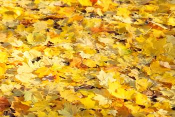 yellow maple leaf litter in sunny autumn day