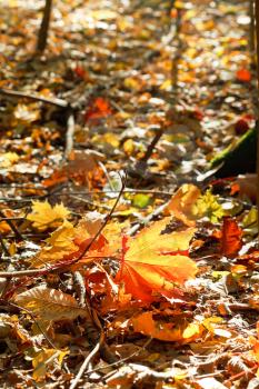 red and yellow maple leaves in leaf litter under autumn sun
