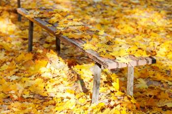 many yellow maple leaves on garden bench in autumn
