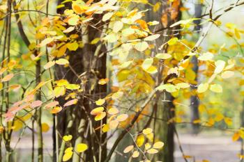 yellow leaves on branches in autumn forest