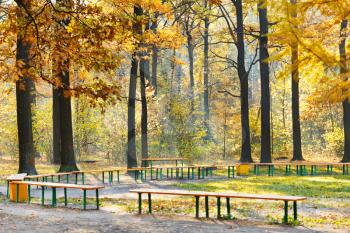 garden benches in yellow forest in sunny autumn day