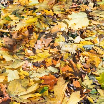 brown and yellow maple leaf litter in sunny autumn day