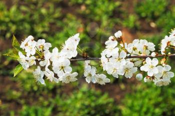 twig of white cherry blossoms in spring forest